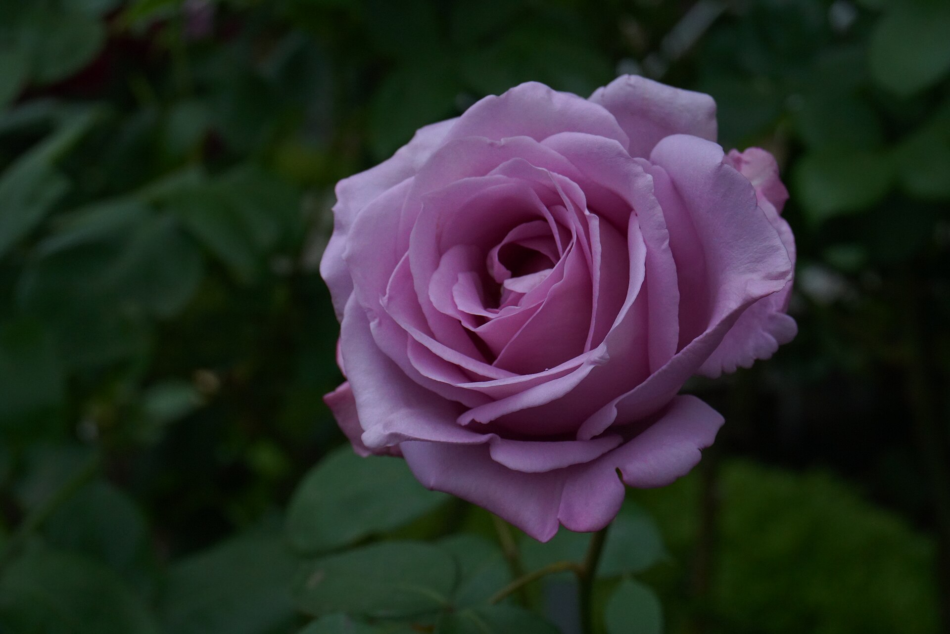 Blue Moon rose with lavender petals