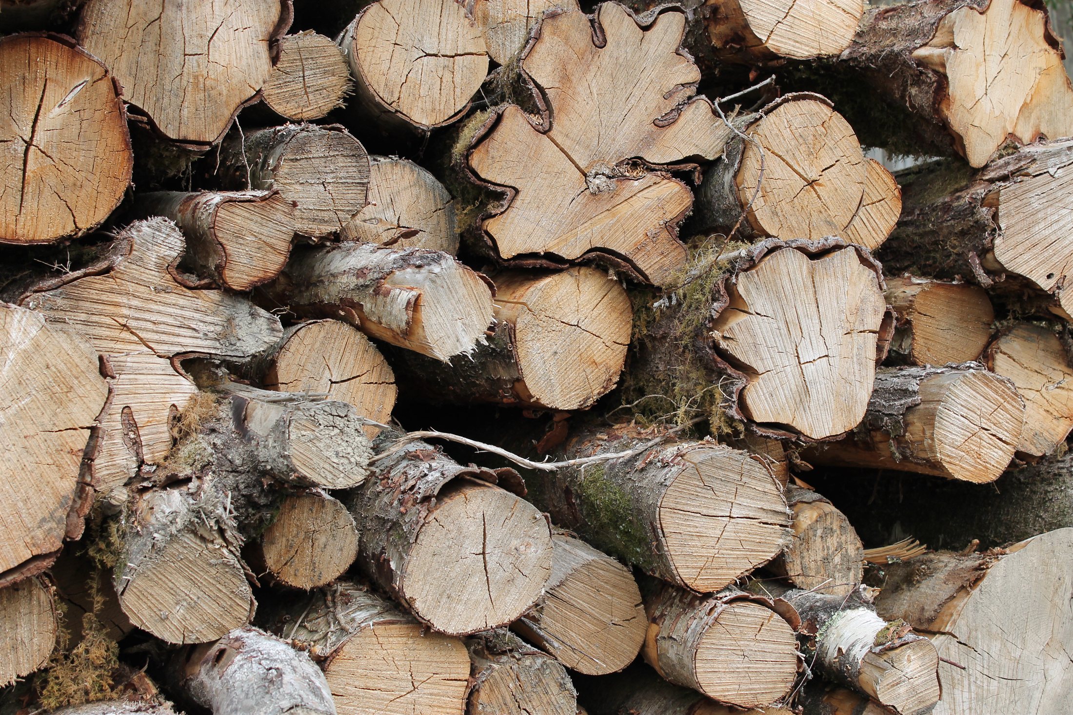 A textured stack of birch and hardwood logs