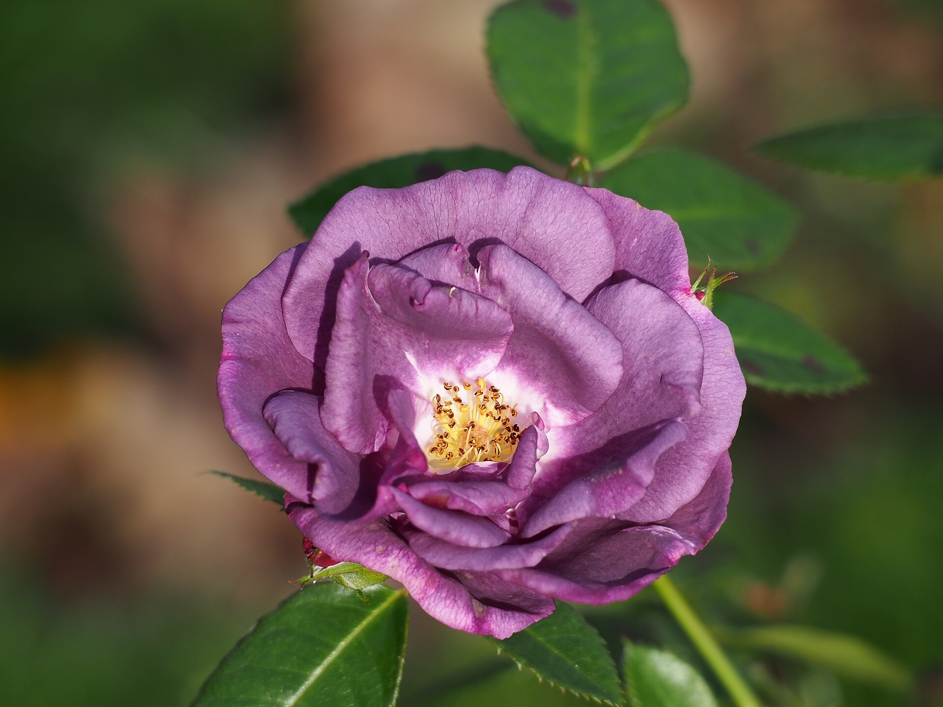 Rhapsody in Blue rose with purple petals and pale centres
